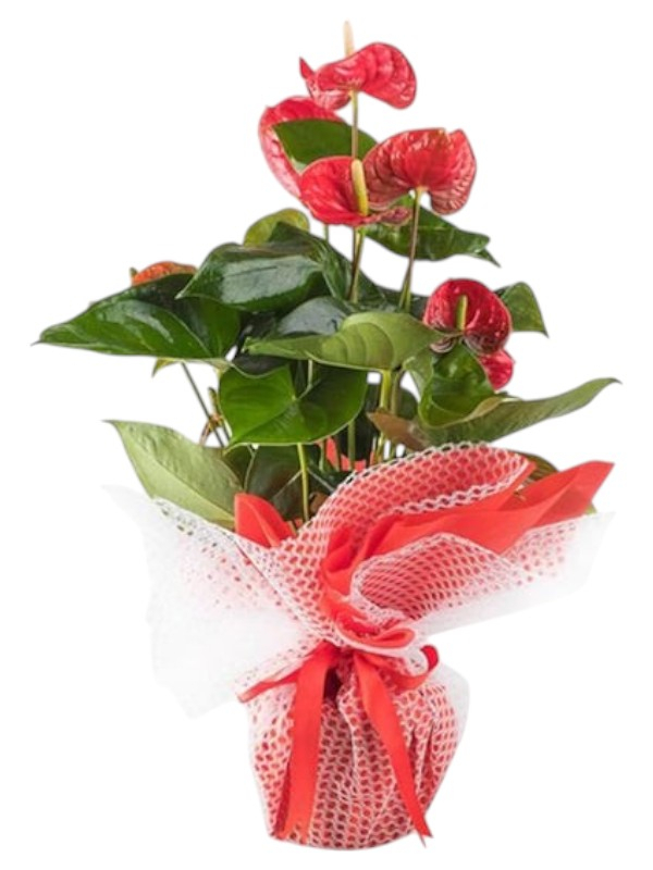 Antoryum Saksı Çiçeği