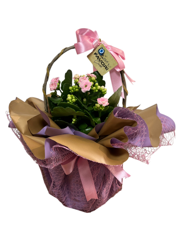 Pembe Kalanchoe Çiçeği