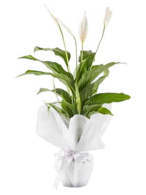Spatifilyum Çiçeği
